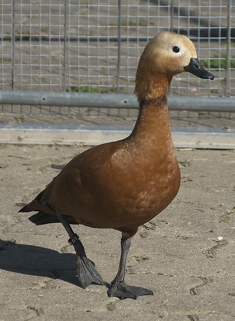上位
